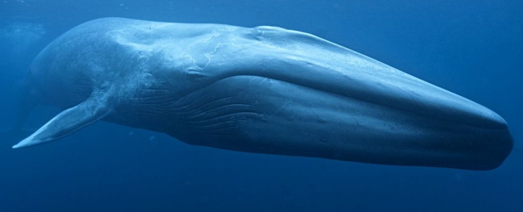 First-Ever Measurement of a Blue Whale's Heartbeat Reveals Surprising