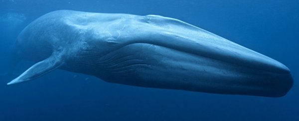 First-ever measurement of a blue whale's heartbeat reveals surprising extremes
