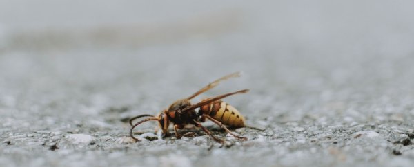 Even more insects than we feared have disappeared in the last decade