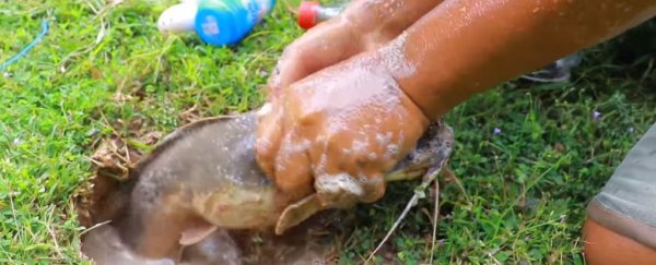 Here's the truth about that bizarre catfish-egg-coke-mentos video