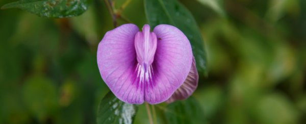 Controversial review of the female orgasm suggests a new role for the clitoris