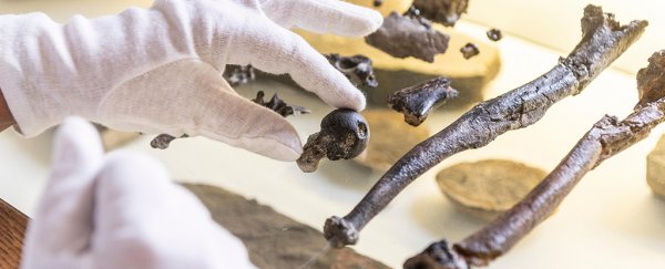 We just found an 11-million-year-old ancestor that hints how humans began to walk