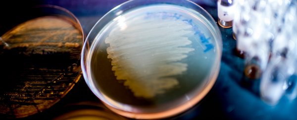 A tiny worm has been found carrying new antibiotic that could help us fight superbugs