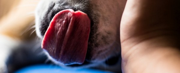 Man dies after being licked by his dog in tragic and rare medical case
