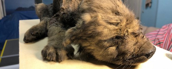 An adorable 18,000-year-old puppy has been found extremely well preserved in Siberia
