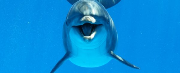 Cute study finds common dolphins tend to be 'right-handed', just like us