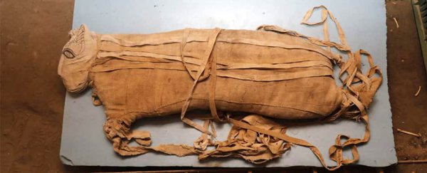 Rare lion cub mummies revealed in the latest treasure haul at Egypt's Saqqara