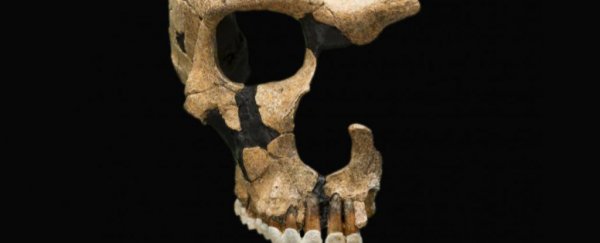 Nine species of human once walked Earth. Now there's just one. Did we kill the rest?