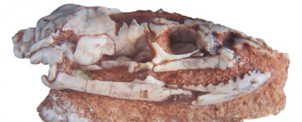 This fossil find of an ancient 'snake with legs' tells an incredible story
