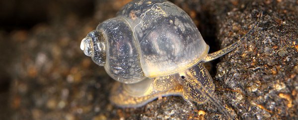 These are the top 15 deadliest animals on Earth