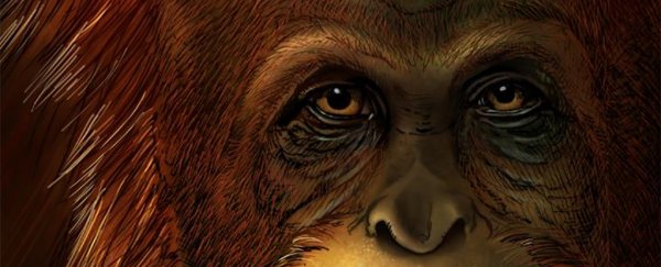 Scientists just reconstructed the family tree of the biggest giant ape that ever lived