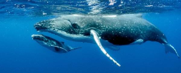 Humpback whales are doing surprisingly well after a close brush with extinction