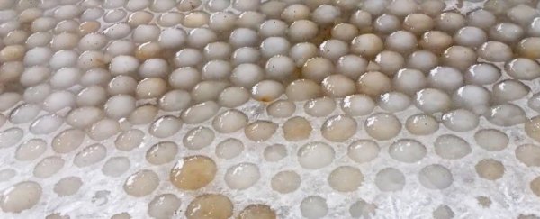 Hundreds of mysterious 'ice eggs' have washed up on a Finland beach
