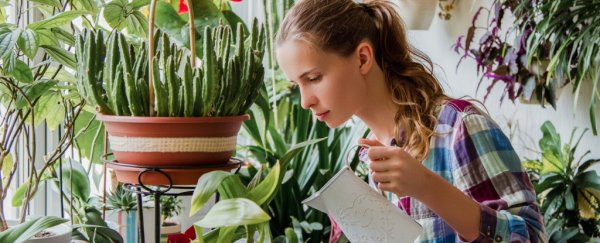 Massive review confirms house plants aren't actually 'purifying' the air in your home