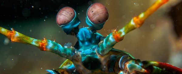 We may finally know why mantis shrimp have the most ridiculous vision of all animals