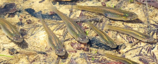 Antidepressants in our waters really are affecting fish in a strange way, study shows
