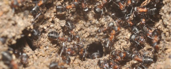 Ants trapped for years in a Soviet nuclear bunker survived in the most horrifying way