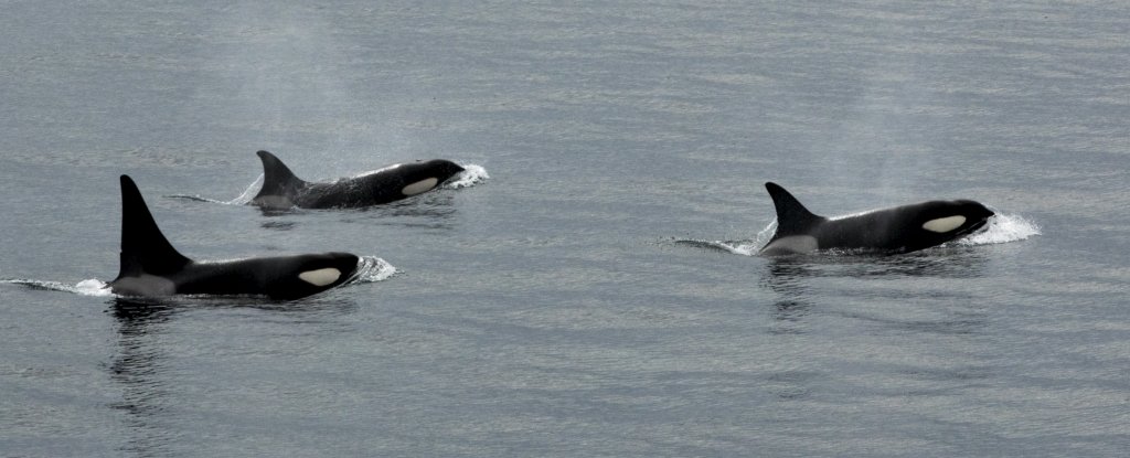 Incredible Footage Reveals Orcas Chasing Off The Ocean's Most Terrifyi...