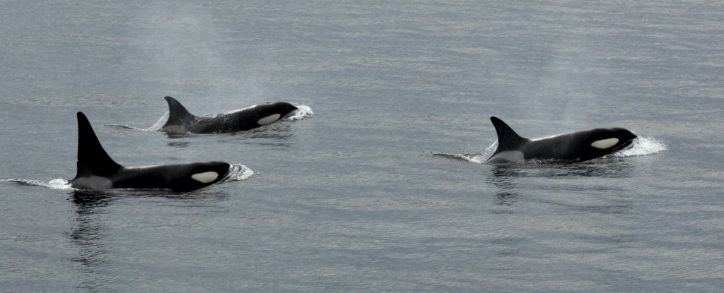 Not the same orcas. 