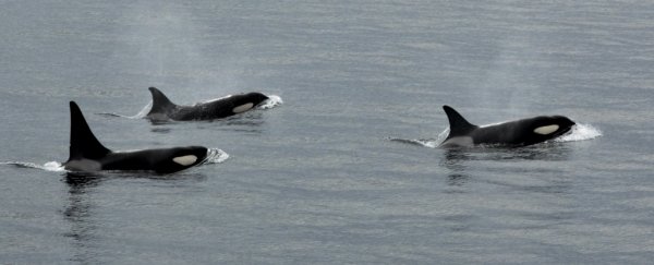 Incredible footage reveals orcas chasing off the ocean's most terrifying predator
