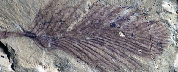 Gorgeous collection of fossil feathers reveals how dinosaurs kept warm in ancient Gondwana