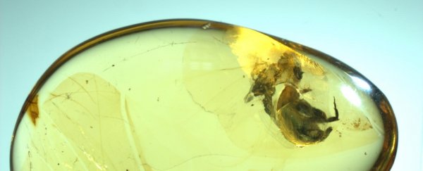 Stunning amber discovery just pushed evidence of pollination back 50 million years