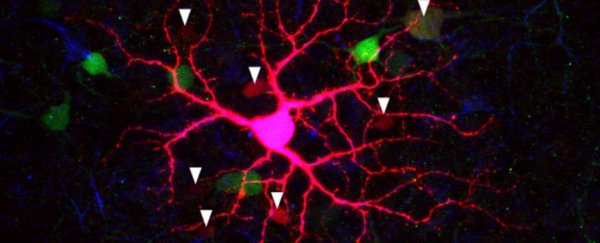 Baby mammals in the womb may be able to see more than we ever thought possible