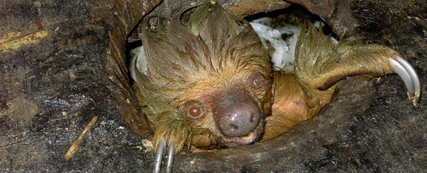 We discovered toilet sloths and found hell