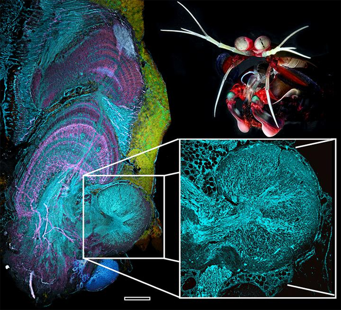 (Marcel Sayre/Lund University Sweden & Roy L. Caldwell/University of California, Berkeley)