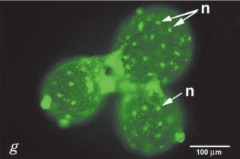 sailors eyeball more than one nucleus