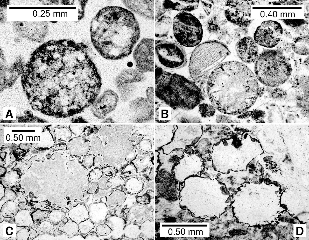 Spherules in the Barberton greenstone belt, Kaapvaal craton, South Africa. (Lowe et al., 2014)