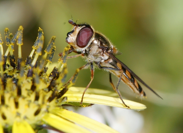 Hoverfly