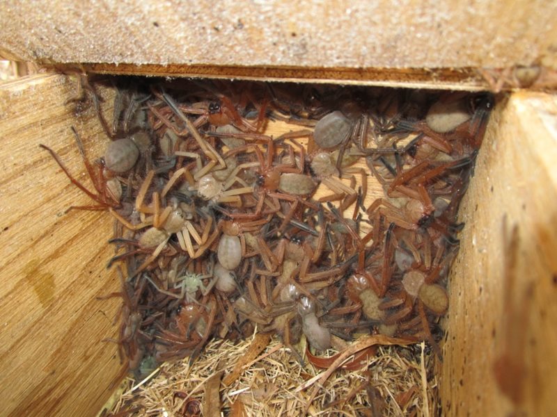 Mægtig Løb barmhjertighed Horrifying Photo of Huntsman Spider Nest Will Haunt You, But Scientists Are  Excited