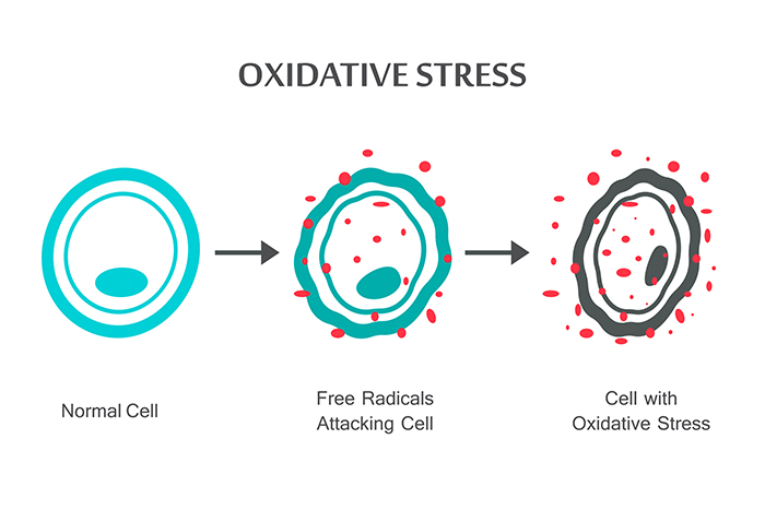 cell stress 2