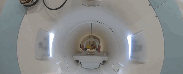 Dogs can process numbers, and they use the same brain parts we do