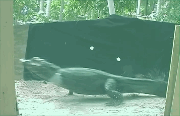 Study Reveals Many Crocodile Species Can Gallop And They Are Fast Study Reveals Many Crocodile Species Can Gallop And They Are Fast