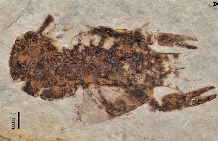 fossil crayfish