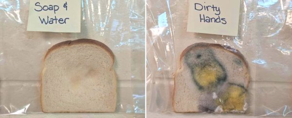 This simple bread experiment is a genius way to get kids to wash their hands