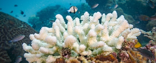 Underwater loudspeakers make fish flock to dead coral in radical experiment