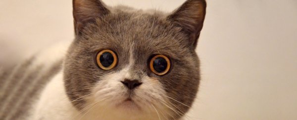 Cats Do Have Facial Expressions, We're Just Bad at Reading Them, Study Shows
