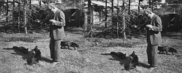 That famous Russian fox domestication study may have had a few crucial flaws