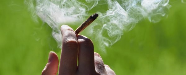 Scientists discover new link between marijuana smoking and testicular cancer risk