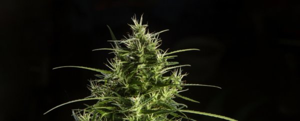 SpaceX's next space station delivery includes a stash of cannabis