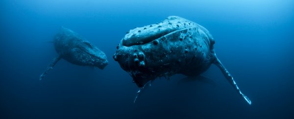 There's a reason whales have never grown any more massive than they are now