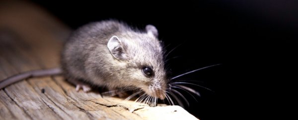 Mice kept in the dark for a week have profound changes to hearing and neurons