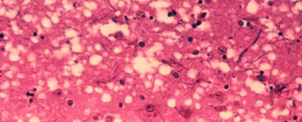 Researchers say they've used mice to track the cause of mad cow disease