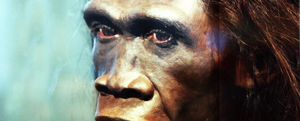 Reconstruction based on Homo erectus skeletons KNM-ER 3733 and 992 