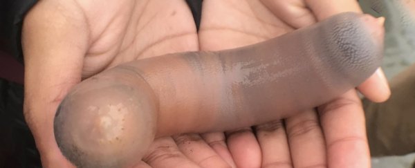 Thousands of 'penis fish' have washed up on a California beach