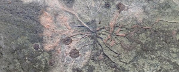 The world's oldest fossil forest was just found in New York, and it's magnificent