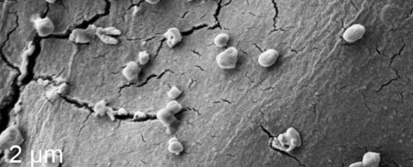 Scientists just identified an organism that thrives on eating meteorites